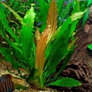 Эхинодорус Озирис (Echinodorus Osiris)