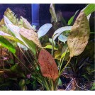 Эхинодорус Оцелот красный (Echinodorus Ozelot Red)