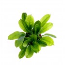 Ехінодорус Дрібноквітковий Тропіка (Echinodorus Parviflorus tropica)