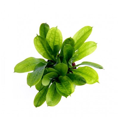 Купить - Эхинодорус Мелкоцветный Тропика (Echinodorus Parviflorus tropica) 
