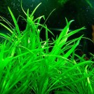 Эхинодорус нежный (Echinodorus  tenellus)