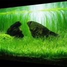 Эхинодорус нежный (Echinodorus  tenellus)