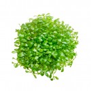 Глоссостигма повойничковая (Glossostigma elatinoides)