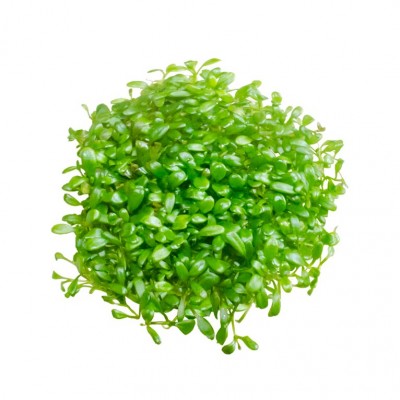 Купить - Глоссостигма повойничковая (Glossostigma elatinoides)