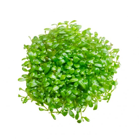 Глоссостигма повойничковая (Glossostigma elatinoides)