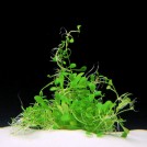 Глоссостигма повойничковая (Glossostigma elatinoides)