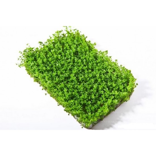 Хемиантус Куба (Hemianthus callitrichoides)