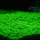 Хемиантус Куба (Hemianthus callitrichoides)