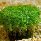 Хемиантус Куба (Hemianthus callitrichoides)