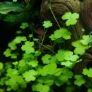 Гидрокотіла тріпартіта (Hydrocotyle tripartita)