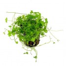 Гидрокотіла тріпартіта (Hydrocotyle tripartita)