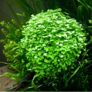 Гидрокотіла тріпартіта (Hydrocotyle tripartita)