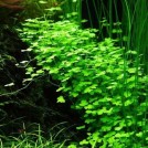 Гидрокотіла тріпартіта (Hydrocotyle tripartita)
