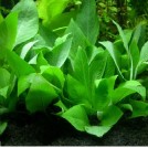 Гігрофіла лимонник компакт (Hygrophila corymbosa "compact")