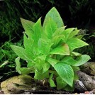 Гігрофіла лимонник компакт (Hygrophila corymbosa "compact")