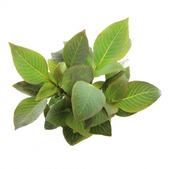 Гігрофіла лимонник компакт (Hygrophila corymbosa "compact")