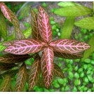 Гигрофила многосемяная мраморная (Hygrophila polysperma Rosanervig)
