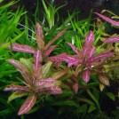 Гигрофила многосемяная мраморная (Hygrophila polysperma Rosanervig)