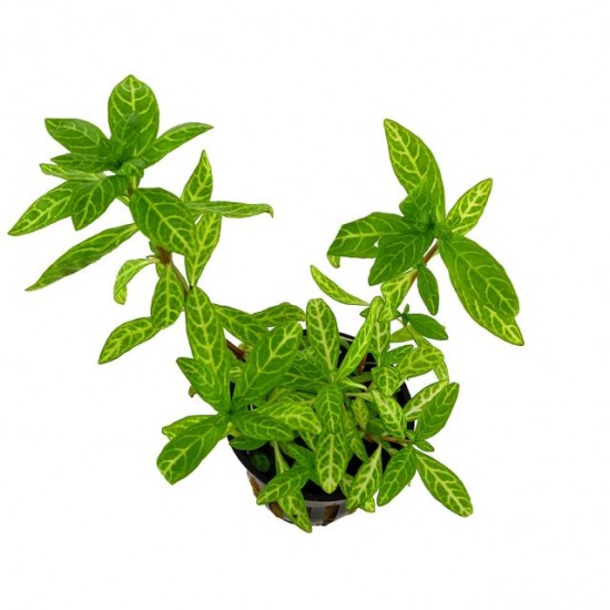 Гигрофила многосемяная мраморная (Hygrophila polysperma Rosanervig)