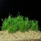 Лилеопсис Маклования (Lilaeopsis macloviana)
