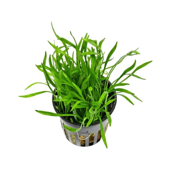 Лилеопсис Маклования (Lilaeopsis macloviana)