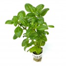 Лимнофила ругоза (Limnophila rugosa)