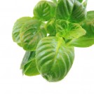 Лимнофила ругоза (Limnophila rugosa)