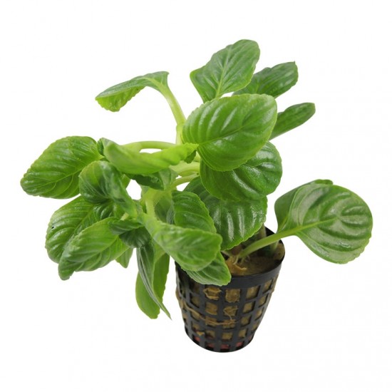 Лимнофила ругоза (Limnophila rugosa)