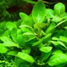 Лобелія пурпурова (Lobelia cardinalis)