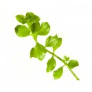 Людвігия болотна зелена (Ludwigia palustris green)