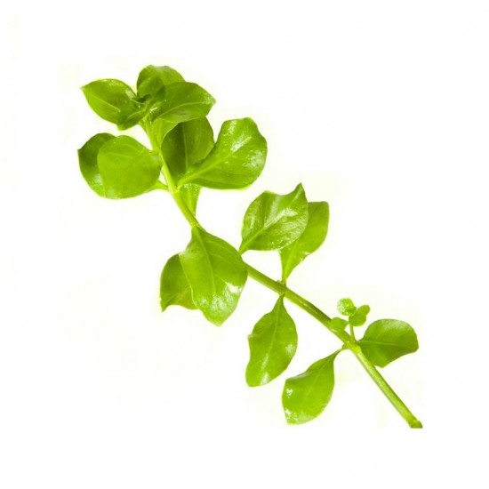 Людвігия болотна зелена (Ludwigia palustris green)
