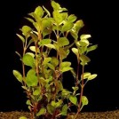 Людвігия болотна зелена (Ludwigia palustris green)