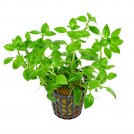 Людвігия болотна зелена (Ludwigia palustris green)