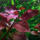 Людвигия рубин (Ludwigia repens «Rubin»)