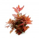 Людвигия рубин (Ludwigia repens «Rubin»)