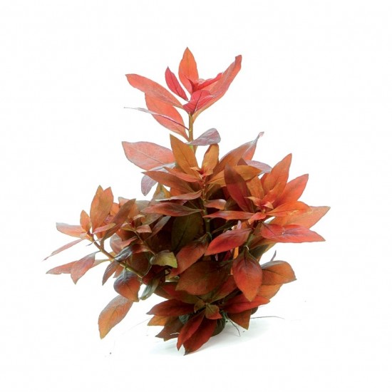 Людвигия рубин (Ludwigia repens «Rubin»)
