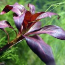 Людвигия рубин (Ludwigia repens «Rubin»)