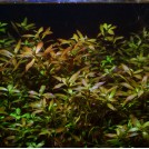 Людвигия гибридная (Ludwigia repens х arcuata)