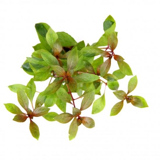 Людвигия гибридная (Ludwigia repens х arcuata)