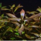 Людвигия гибридная (Ludwigia repens х arcuata)