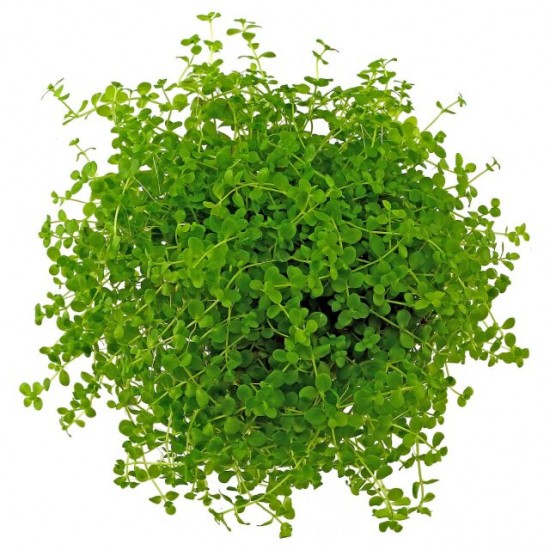 Мікрантемум Монте Карло (Micranthemum sp. Monte Carlo)