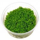 Мікрантемум Монте Карло (Micranthemum sp. Monte Carlo)