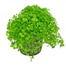 Мікрантемум Монте Карло (Micranthemum sp. Monte Carlo)