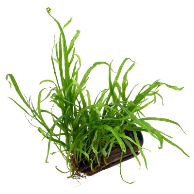 Купить - Папороть Тридент або Тризуб (Microsorum pteropus «Trident»)