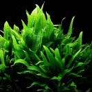 Папоротник таиландский (Microsorum pteropus)