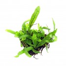 Папоротник таиландский (Microsorum pteropus)