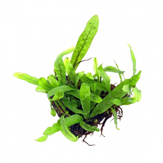 Папоротник таиландский (Microsorum pteropus)