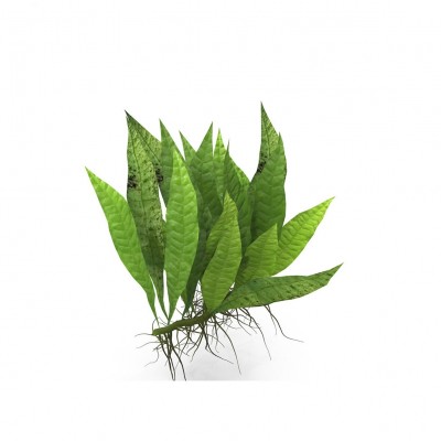 Купить - Папороть таїландська Mini (Microsorum pteropus sp. Mini)