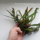 Папоротник Durin Besar (Microsorum sp. "Sg. Durin Besar")