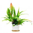 Папоротник Durin Besar (Microsorum sp. "Sg. Durin Besar")
